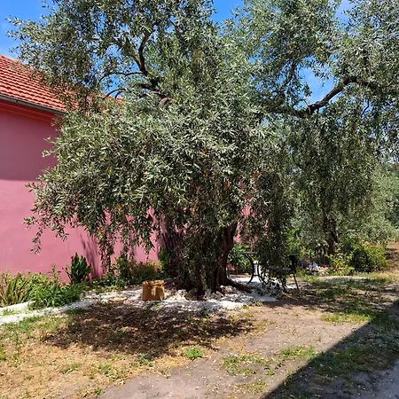 Elia Thassos 프리노스